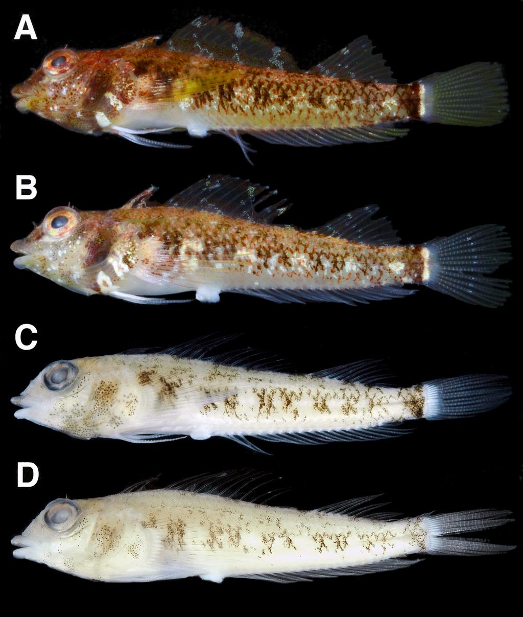 H. Endo et al. Fig. 1. Enneapterygius leucopunctatus from Yaku-shima Island, Kagoshima Prefecture (A, C: KAUM I. 21838, male, 25.3 mm SL; B, D: KAUM I. 21837, female, 26.4 mm SL).