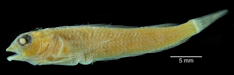 H. Endo et al. Fig. 3. Enneapterygius vexillarius from Aguni-jima Island, Okinawa Prefecture, Japan (holotype, ANSP 72068, 30.1 mm SL).