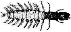 Caddiesflies (Order: Trichoptera) Page-36 Caudal hooks Abdomen ends variously, but never in a pair of fleshy