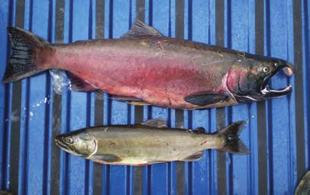 Jewett identified a subject snagging salmon and retained them. The subject was cited for Unlawful Possession of Snagged Salmon. Tpr.