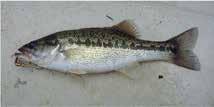 SPOTTED BASS