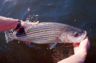 Catch & Release Currently, many fish species of popular game fish have legally mandated size and catch limits, requiring anglers to release undersized and over the limit fish.