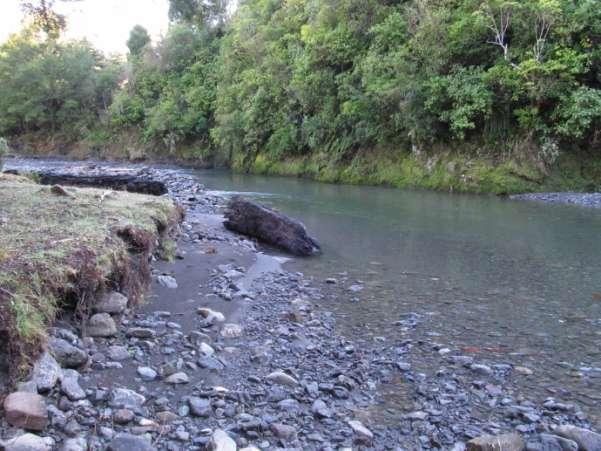 For comparison the survey also looked at the upper Makaretu River above Paget Road (BL36 717667) which is another tributary of the Tukituki flowing out of the Ruahine Ranges to the south of the