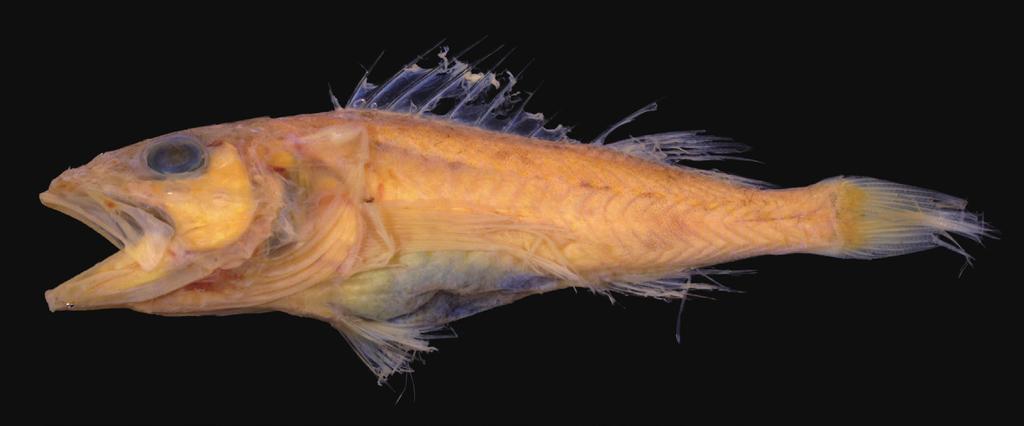 First records of the deepwater scorpionfish, Lioscorpius trifasciatus (Setarchidae), from outside Australian waters Research laboratories in Hobart, Australia), KAUM (Kagoshima University Museum,
