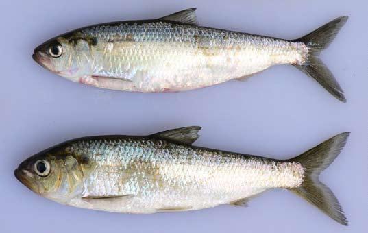 The two species collectively known as river herring are very similar in appearance, but the Blueback Herring (top) spawns in fast flowing rivers and streams, while the Alewife (bottom), spawns in the