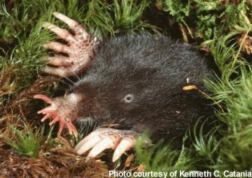 STATION C 7. What is the correct common name of this animal? a. Northern Short-tailed Shrew b. Star-nosed Mole c. Eastern Mole d. Ant-eating Vole 8.