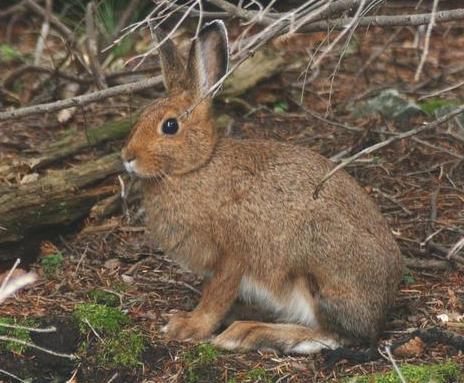 STATION D 9. What is the correct common name of this animal? a. Snow-shoe Rabbit b. Cottontail Rabbit c. Eastern Cottontail d. Snowshoe Hare 10. Which statement about this animal is false? a. This animal is native to Michigan.