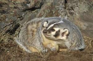 STATION E 12. What is the correct common name of this animal? a. Striped Skunk b. Virginia Opossum c. American Badger d. Wolverine 13. Is the following statement about this animal true or false?