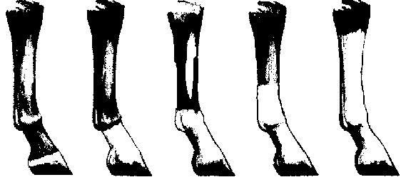 LEG MARKINGS: Markings Coronet