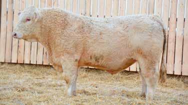 128 POLLED RAWES BISMARCK 128E 137 POLLED RAWES GUINNESS 137E RRZ 128E May 5, 2017 AC BW: 107 SC: 38 RRZ 137E May 6, 2017 AC BW: 72 SC: 35 TWIN RAWES TITAN 110B RAWES MISS