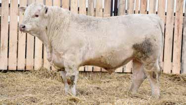 216 POLLED RAWES MARTI 216E 217 SCURRED RAWES OUTLANDER 217E RRZ 216E May 10, 2017 AC BW: 116 SC: 37.