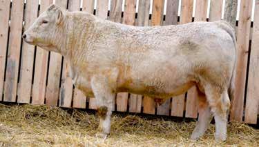 262 POLLED RAWES PRESTIGE 262E 263 SCURRED RAWES SAWYER 263E RRZ 262E May 14, 2017 AC BW: 97 SC: 38 RRZ 263E May 14, 2017 AC BW: 100 SC: 38.