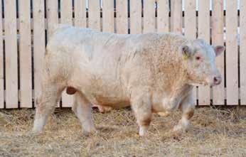 All bulls have passed a semen test and breeding soundness evaluation prior to the sale. All animals are sold under the personal guarantee of Rawes Ranches Ltd.