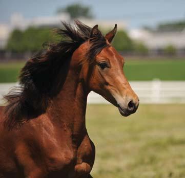 All horses owned by the Institute are donated, home bred, or the result of a donated stallion service.