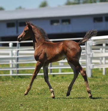 Sale Price: $6500 HD Waverly (Townshend Rob The Wave x Sugarlane Dominique) (2017) Waverly s a tall, flashy filly and everything you d expect from the crossing of two great breeding programs;