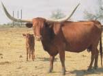 34 KO Cattle Company-Karnes City, TX PENNY 3/5 P. H. No.: 3/5 Description: Red.