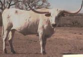 58 Kimble Cattle Company-Karnes City, TX WON-WOWIE KCC P. H. No.: 1/10 Description: White with brown ears.