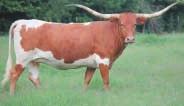 Bred to RM Heavy Touch for a spring 2014 calf. Measured 67 1/4 on 9-17-13. 65 P. H. No.