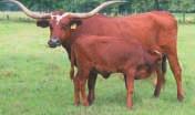 85 Stockton Ranches-Cleveland, TX DRIVING MISS SECO P. H. No.: 13/8 Description: Red, white on head and tail.