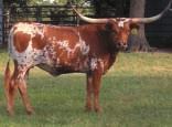 Hard to sell a Buzz Saw (78 TTT/4) daughter as there are very few in the breed. Nice lateral horns, wonderful color.