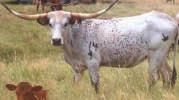 94 Buckhorn Cattle Company-Guthrie, OK LLL MISS EVINA P. H. No.: 14/9 Description: White with brown spots. ITLA: 258995 Calved: 4-17-09 PCC Evader Gunman J.R. Ella LLLKarina J.R. 20-20 LLL Karen COMMENTS: OCV.