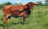 Red McCombs Ranches Selling Elite Genetics Lot 51 - Overtakes Vote Selling the best of