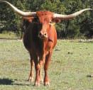 109 Red McCombs Ranches of Texas-Johnson City, TX CHOSEN FEW P. H. No.: 5/3 Description: Red.
