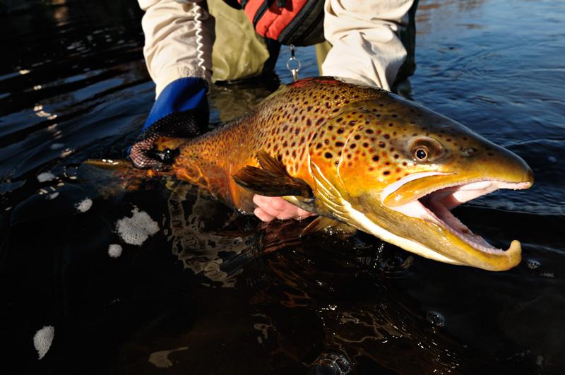 net Outrageously large brown trout, realistic flies that look like they were cloned and breathtaking photography is what we have to open up the New Year with. We are very fortunate to have Graham F.