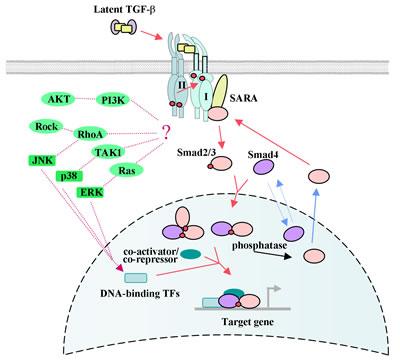 Molecular biology data Mode of action of MSTN Signalling: like as other TGF-β