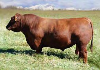 sale topping bull calf to Lakeview Ag & Cattle, Trooper has developed into a tremendous breeding bull. He is a dark red, long sided, easy fleshing sire.