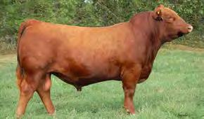 Red Ter-Ron Parker 34A Sire of Embryo Package Ter-Ron Park Place 18Y x Red Ter-ron Diamond Mist 164Y 55 Package of 3 embryos Red Lazy MC 56 Package of 3 Miss Firefly 59X x Red WPRA Legacy A-314