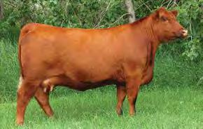 59X is our top Redman daughter and is a moderated framed, wedge shaped, great footed young cow. Her first son was an easy fleshing, thick made New Attraction 10Y son now working for Niwa Ranching.