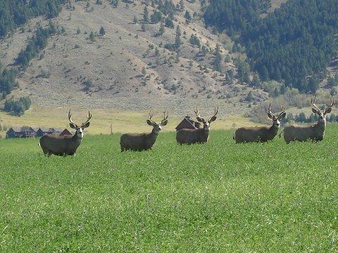 MULE DEER Bighorn sheep competition with mule deer was briefly addressed and summarily dismissed in the original 1994 EA as a factor of little concern given a population of 100 bighorn sheep.