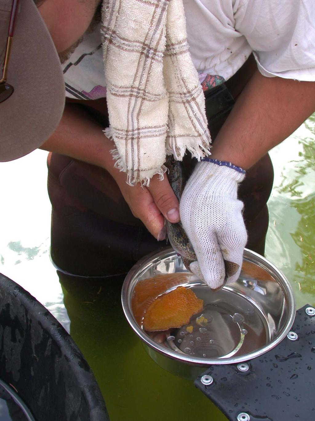 In an attempt to preserve the unique genetic stocks of redband trout that exist in the lakes of the Flathead
