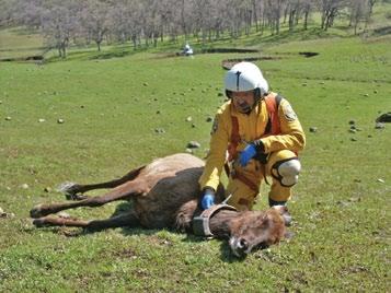 biologists science for management & conservation DFG Veterinarian Ben Gonzales checks the fit of a GPS collar placed on an elk in Shasta