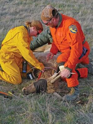 Photo by Tim Glenner DFG Biologist Holman King (retired) releases a radio-tagged doe in Merced County in September 2004.