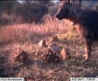 The camera trapping was highly successful with hyena on