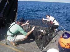 Data Sources Fishery Independent NMFS Longline Survey Marine Resources Monitoring,