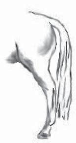 2010 VET EQUINE EXAM 8 Question 3 This figure illustrates the hind quarters of a horse with conformation