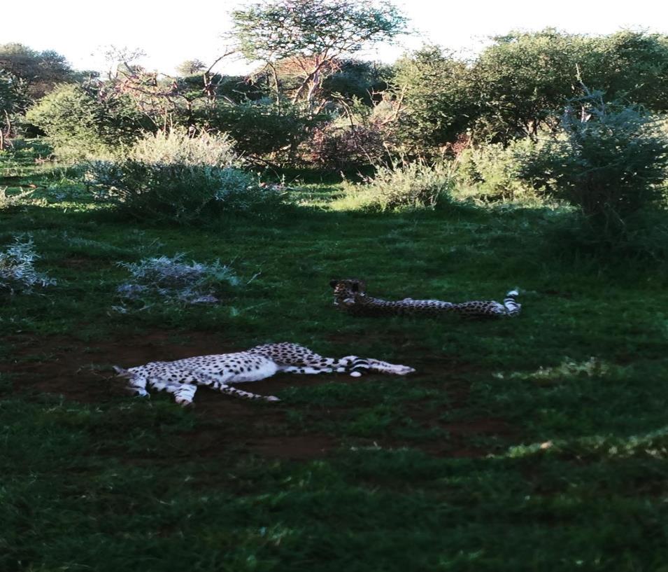 We are extremely proud of our cheetahs in Madikwe and love spending time with these gentle cats.