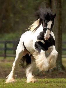 Horsemaster Horsemaster Gypsy Vanners Pg. 6 Kylan M.