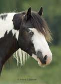 Breed of the Month: The Gypsy Vanner Horse These horses, bred by the Gypsies,