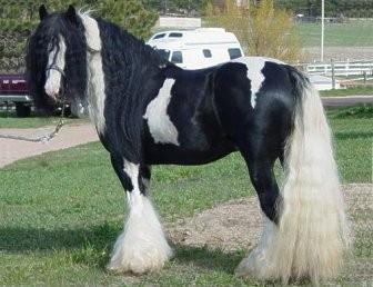 The Gypsy Vanner Horse is a new breed to the United States.