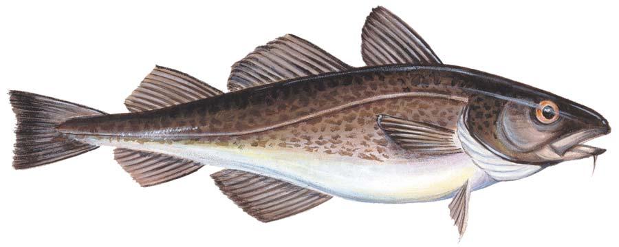 Species at Risk as Special Concern The Atlantic Cod