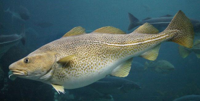 - 10 - Species description The Atlantic Cod (Gadus morhua) is a member of the Gadidae family. The Gadidae family also includes other well-known species of cod, such as Arctic Cod and Greenland Cod.