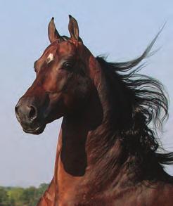 Like his phenomenal sire, HVK Bell Flaire, Mizrahi, is an in hand superstar (World Champion Stallion in 2006) who proved to be worth his weight in gold in the breeding shed.