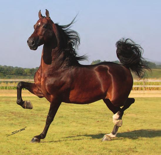 He himself is one of the most decorated performers of all time, having seven world championships to his name, including World Champion Stallion, World Champion Park Saddle,World Champion Park Harness