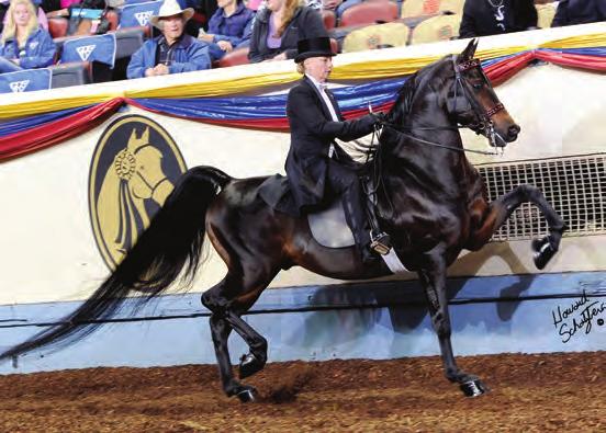 Three-Year-Old Mare), and CBMF Off The Charts (Reserve World Champion Walk/ Trot Classic Pleasure, Reserve Grand National Walk/Trot Classic Pleasure 10-11). He is owned by his breeder C.A.