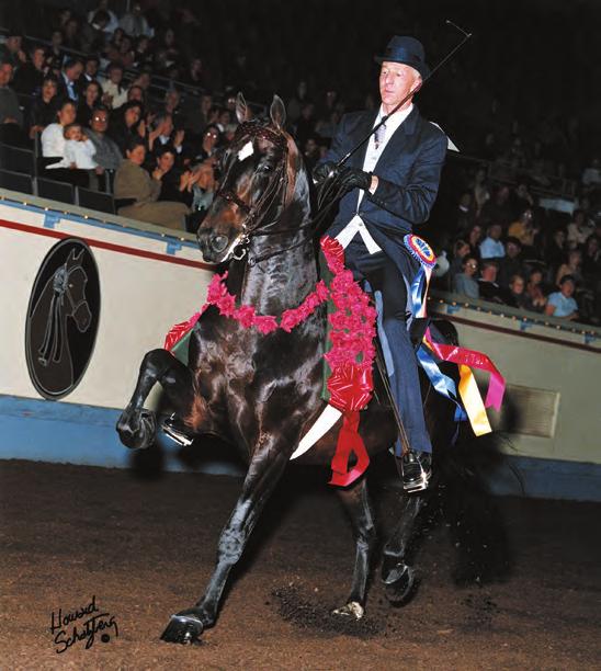 His sire was a phenomenal park harness horse himself, having two Amateur Park Harness World Championship titles, two Open Park Harness World Championships, and a Four-Year-Old Park Harness World