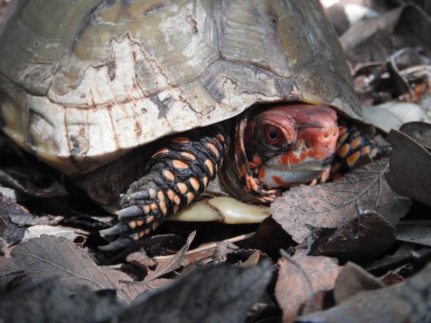 then leave it alone. Several box turtle species are thought to be declining in the wild due to capture for the pet trade. This photo shows a male box turtle.